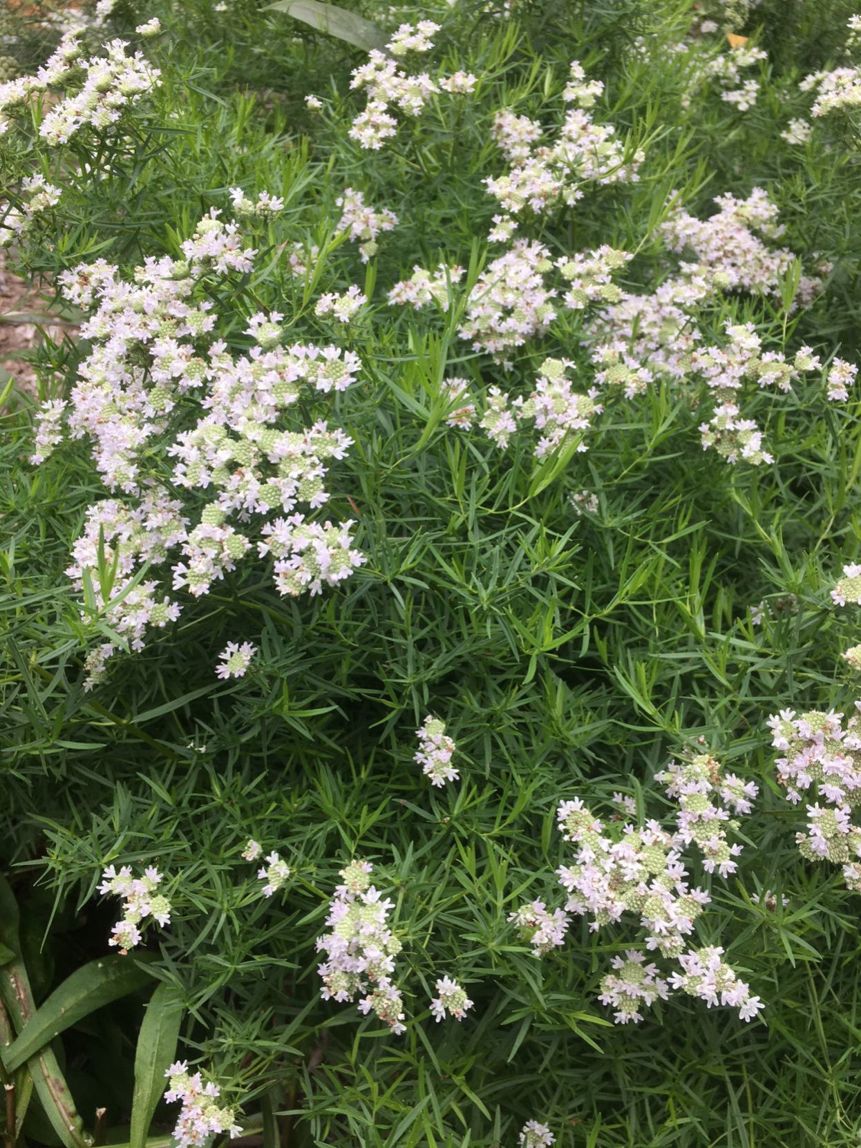 Pollinator wildflowers
